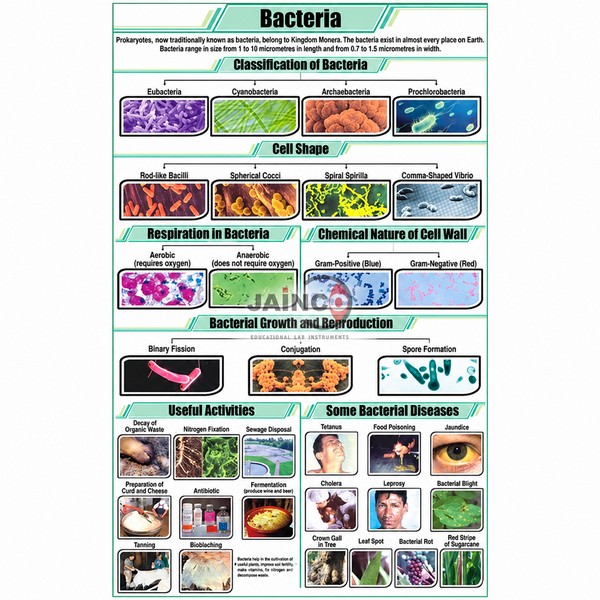 Bacteria Chart